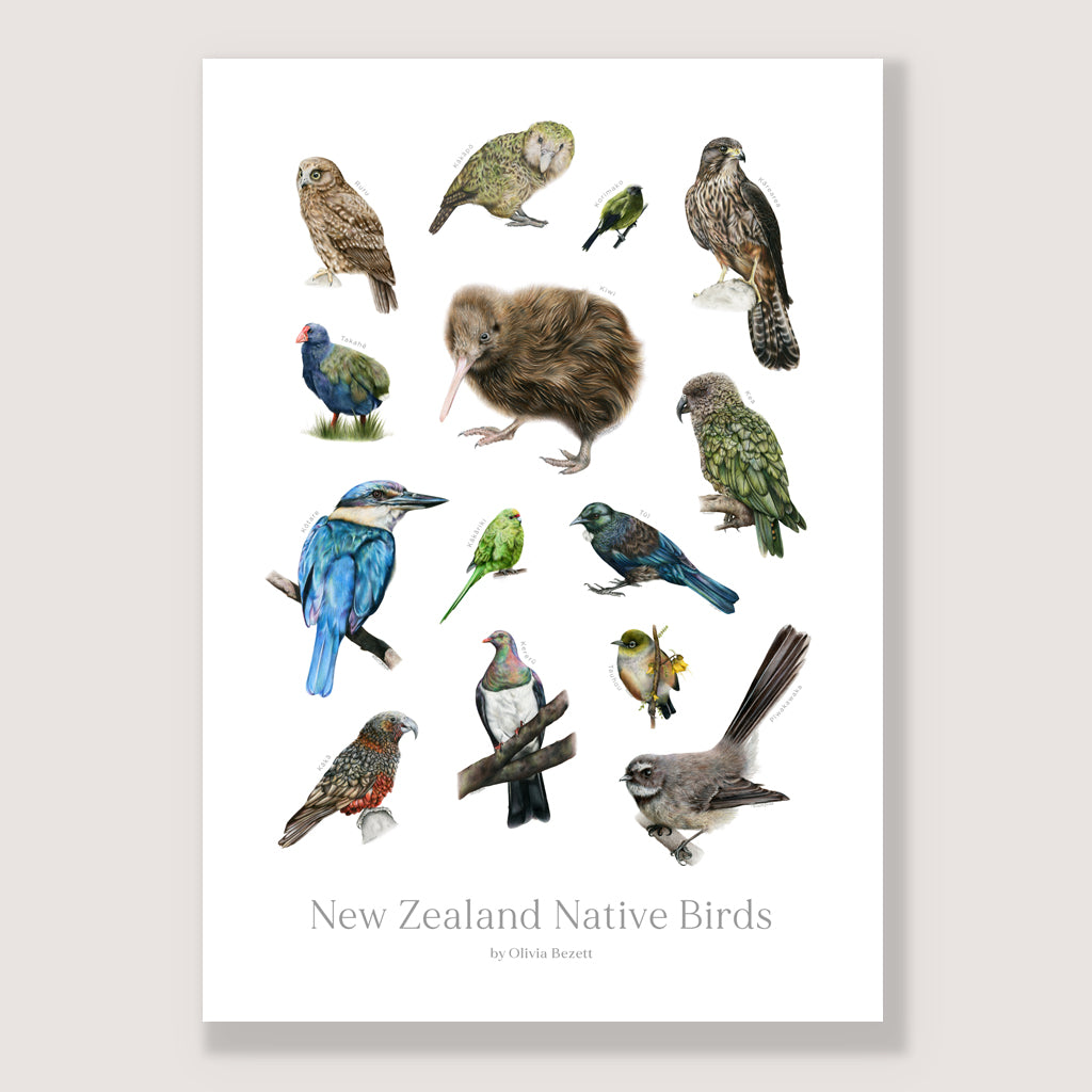 SALE - NZ Native Bird Poster A3