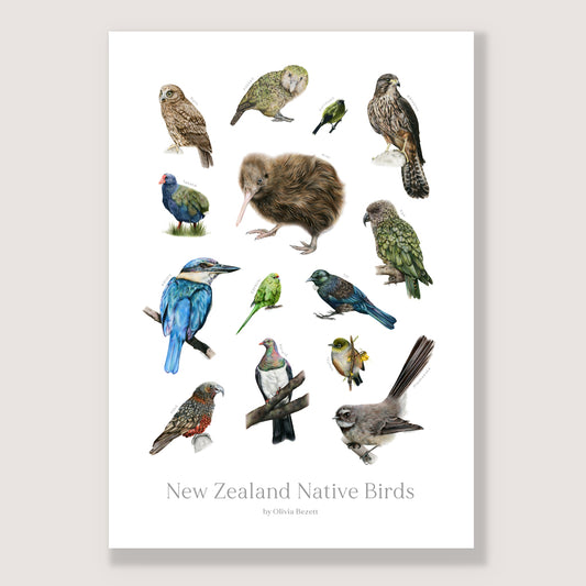 SALE - New Zealand Native Birds print A3