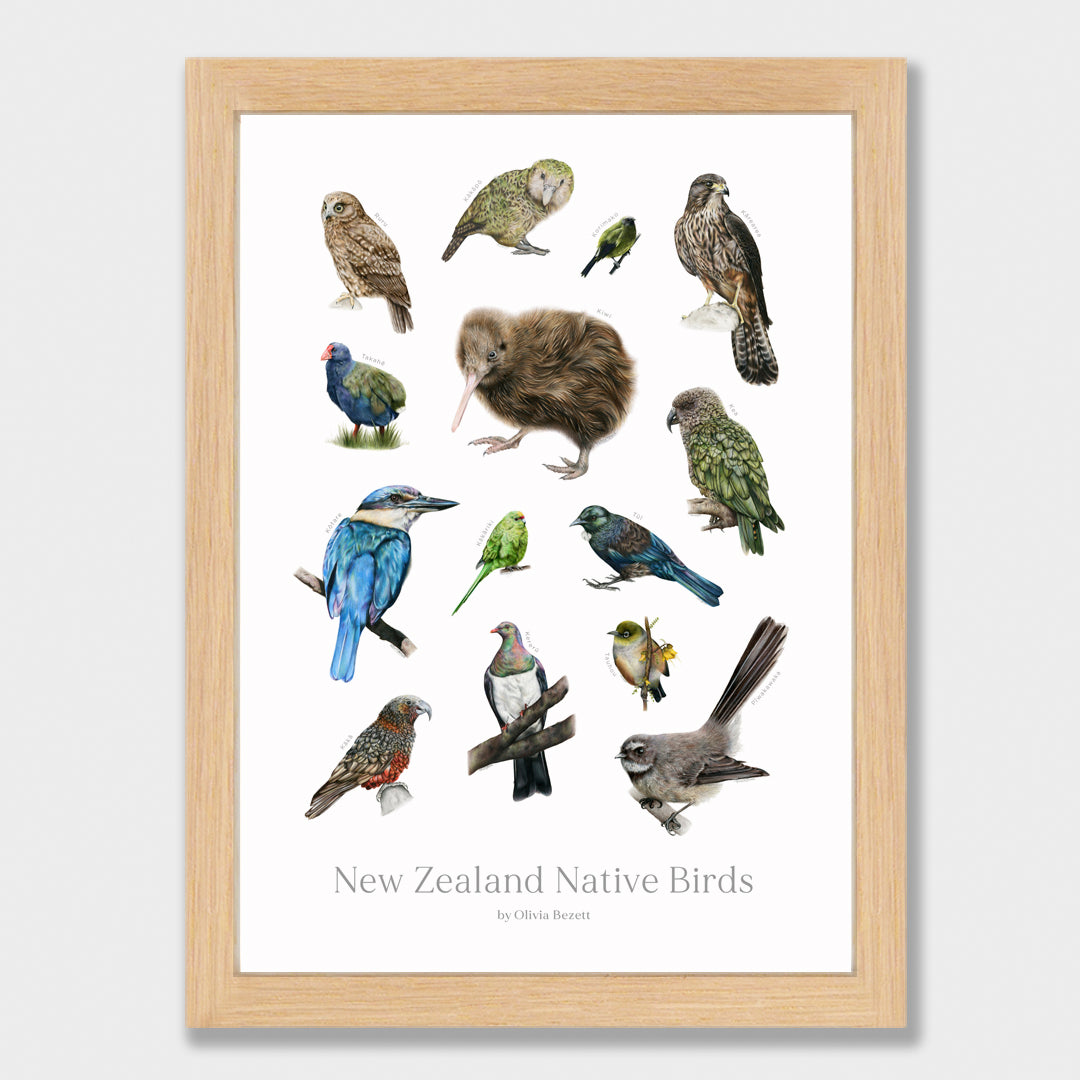 New Zealand Native Birds Print