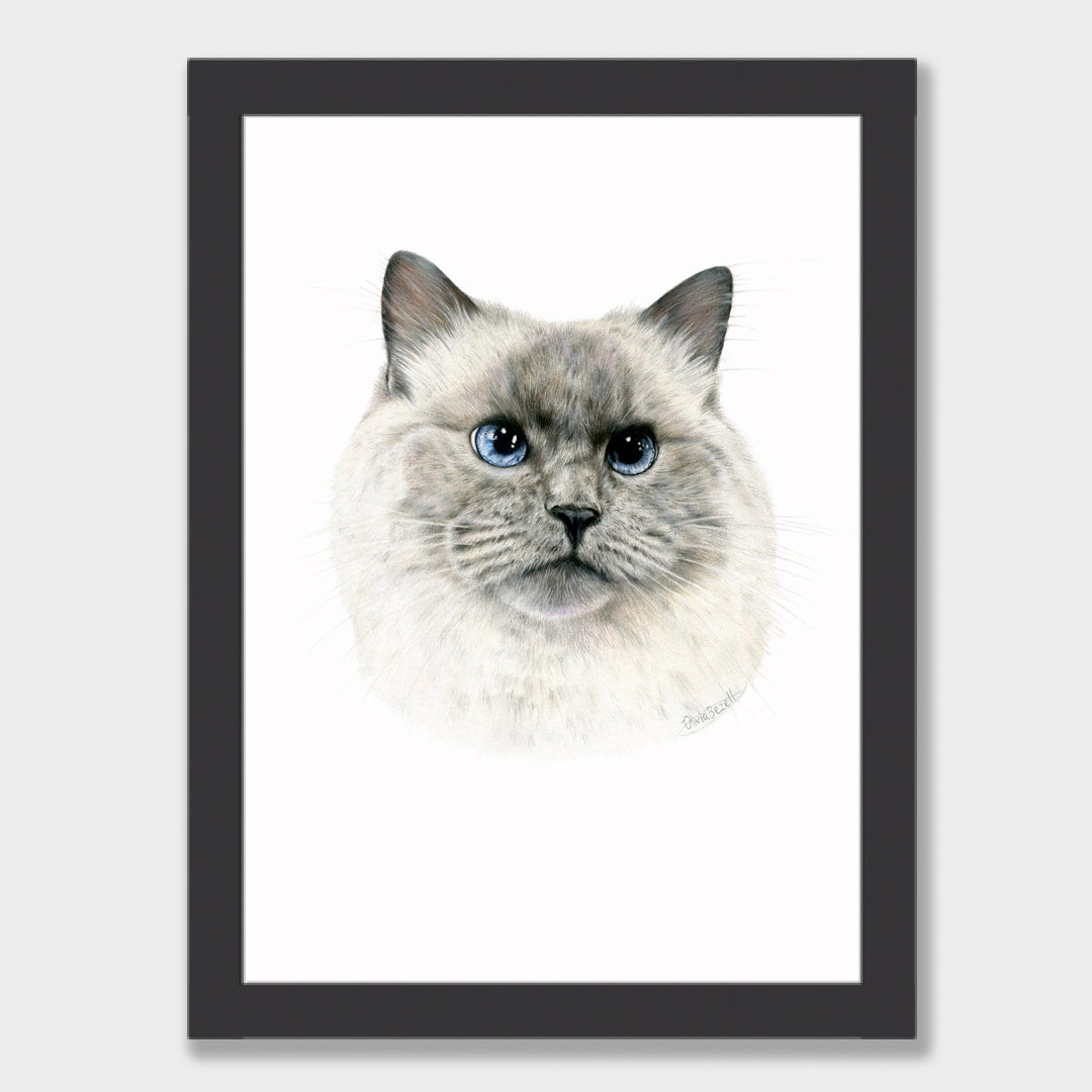 Craig Print