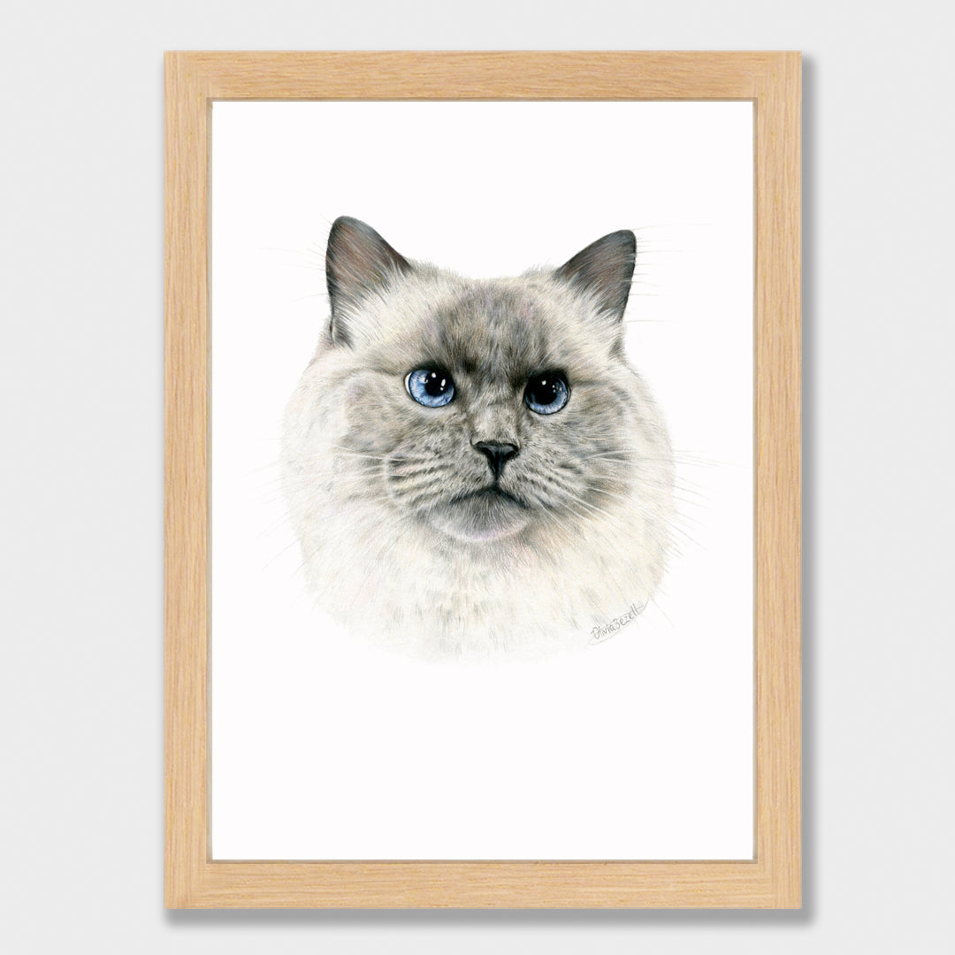 Craig Print