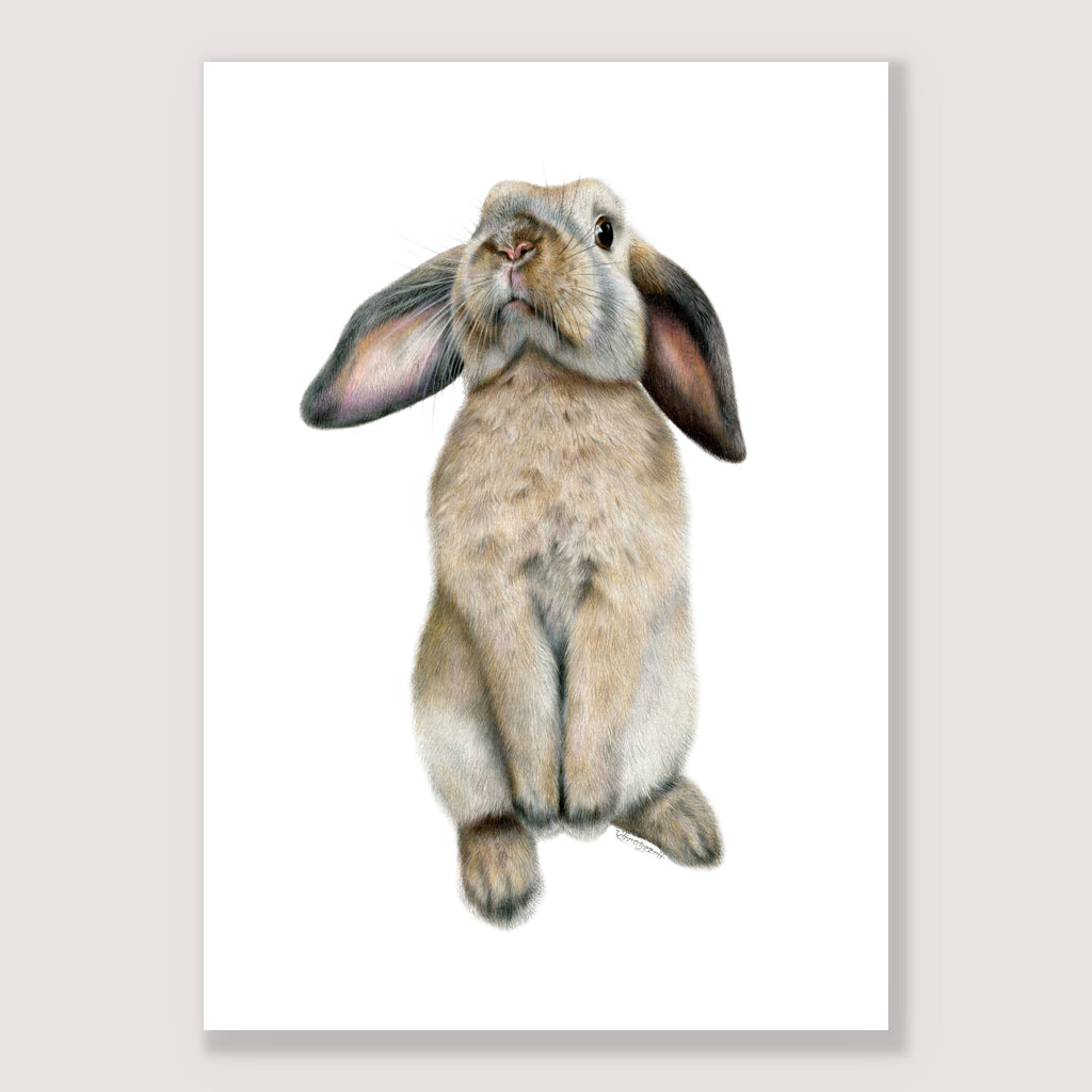 SALE - Curious Bunny print A3