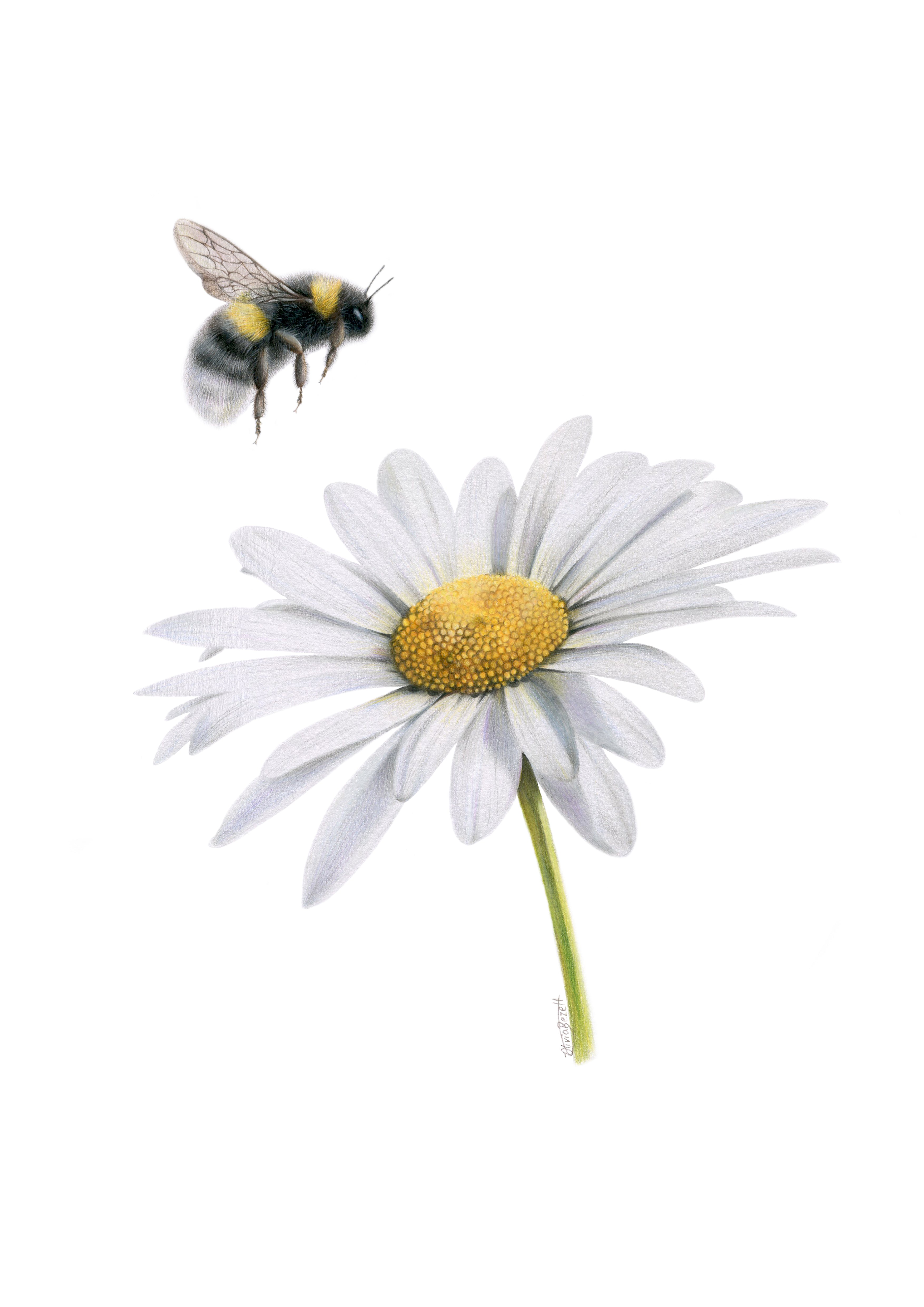 Daisy and Bee Greeting Card – Olivia Bezett Artist