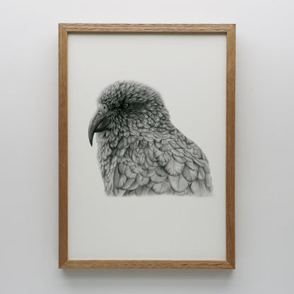 Graphite Kea Print