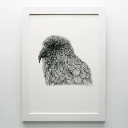 Graphite Kea Print