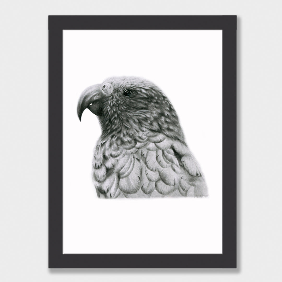 Graphite Kākā Print