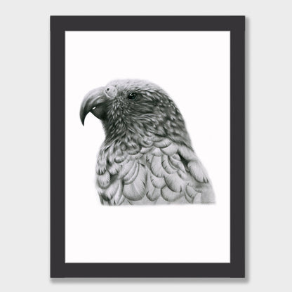 Graphite Kākā Print
