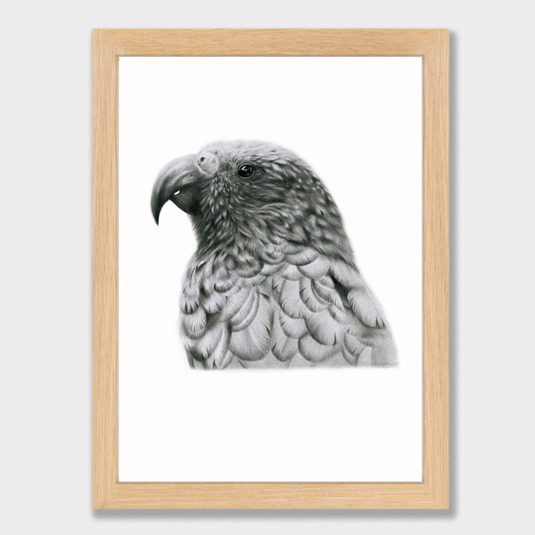 Graphite Kākā Print