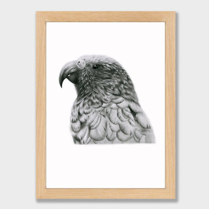 Graphite Kākā Print
