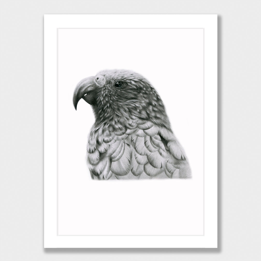 Graphite Kākā Print
