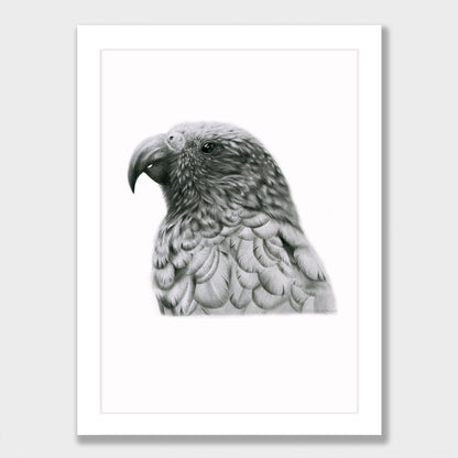 Graphite Kākā Print