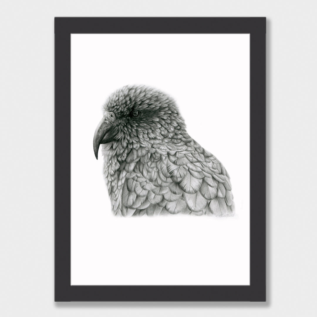 Graphite Kea Print