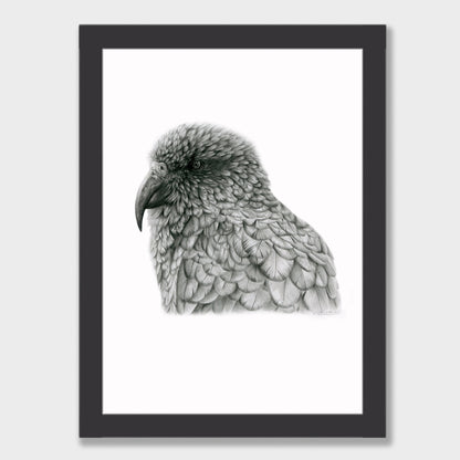 Graphite Kea Print