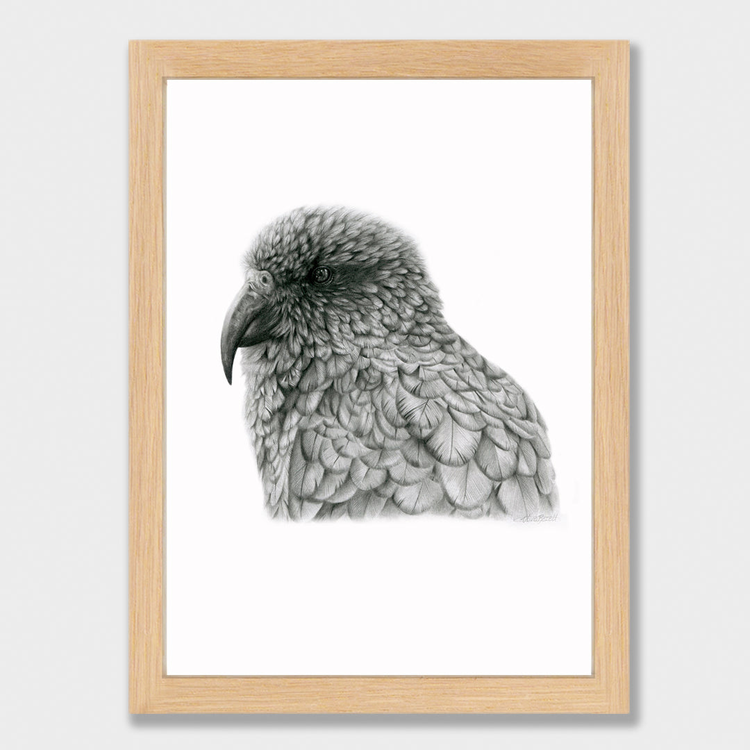Graphite Kea Print