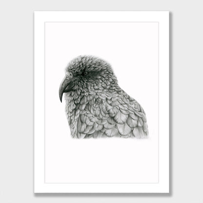 Graphite Kea Print