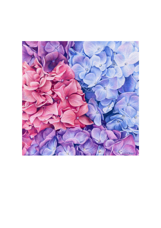 Original 'Hydrangeas'