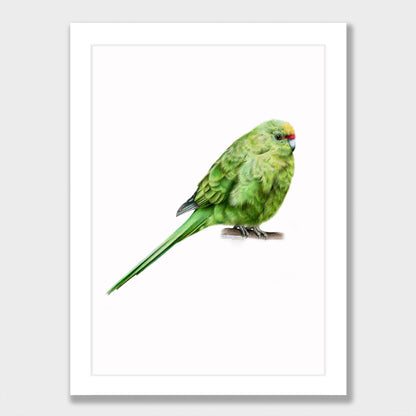 Kākāriki Print