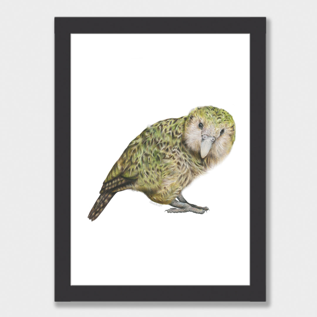 Kākāpō Print