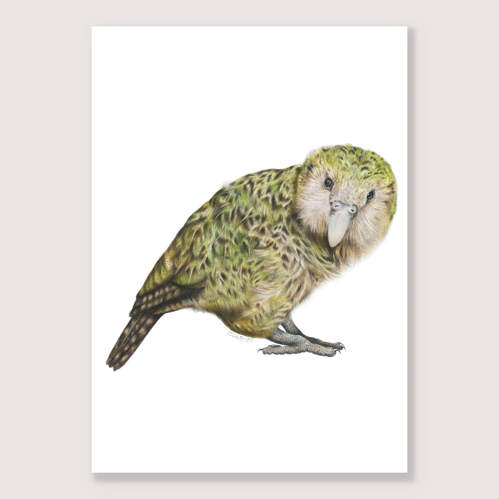 SALE - Kākāpō print A4