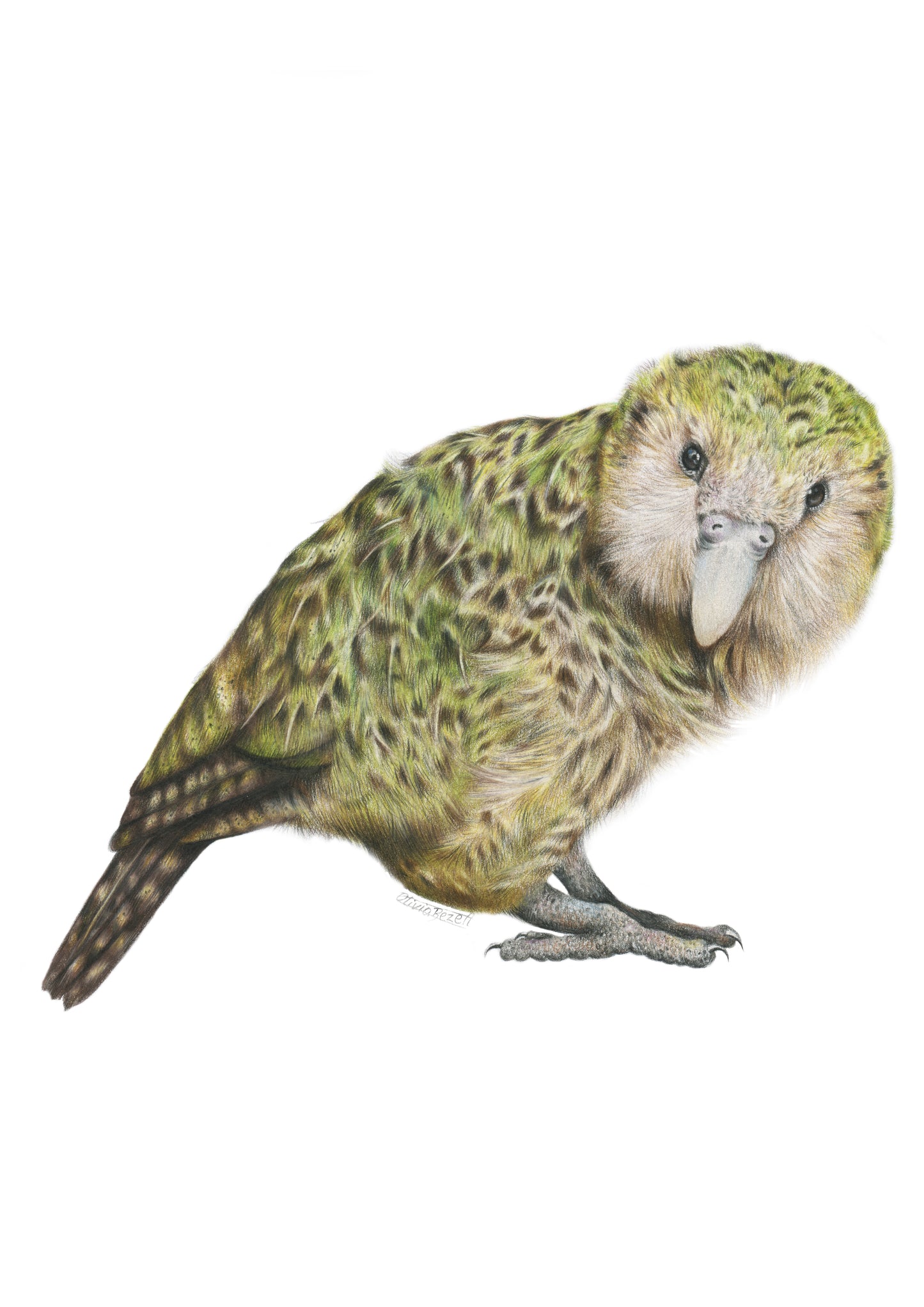 PREORDER - Kākāpō Greeting Card
