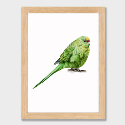 Kākāriki Print