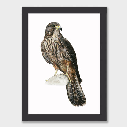 Kārearea Print