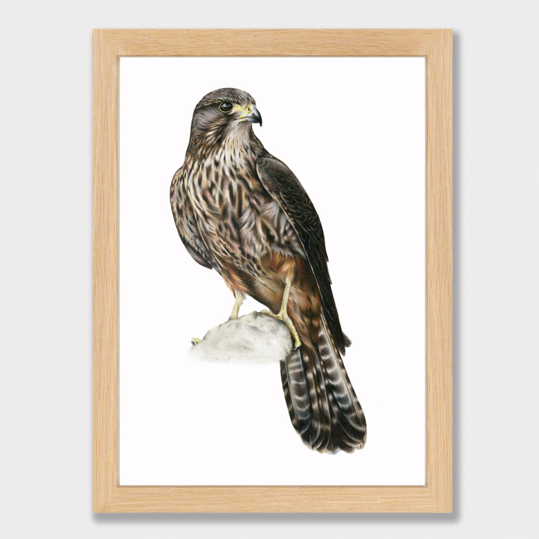 Kārearea Print