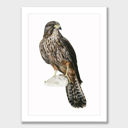 Kārearea Print