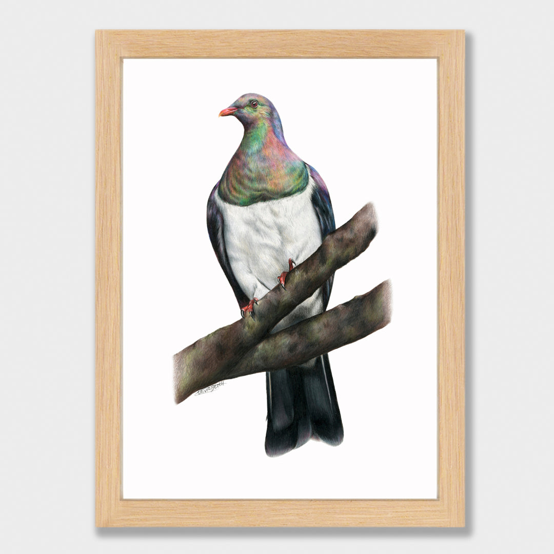 Kererū Print