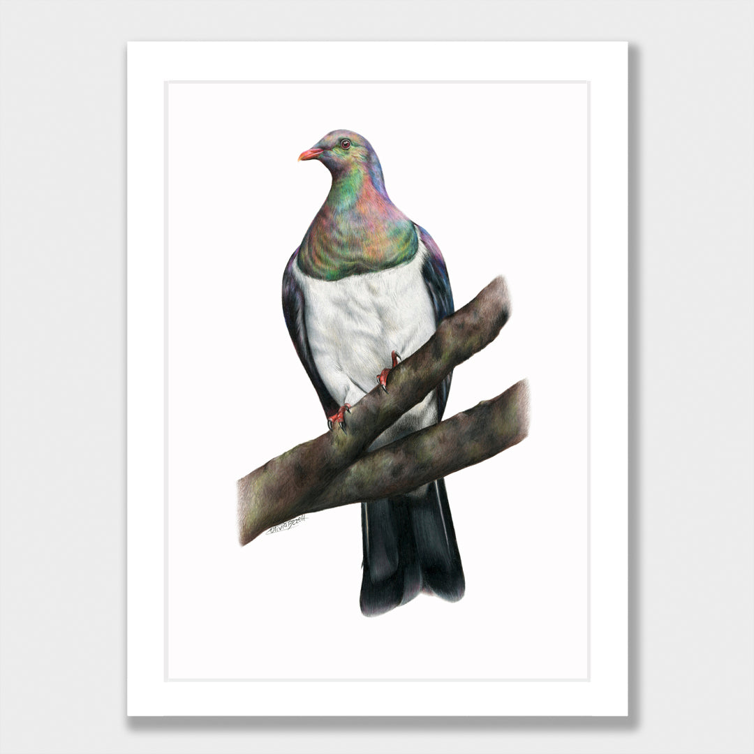 Kererū Print