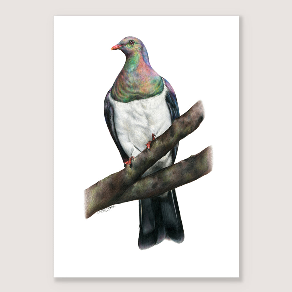 SALE - Kererū print A5