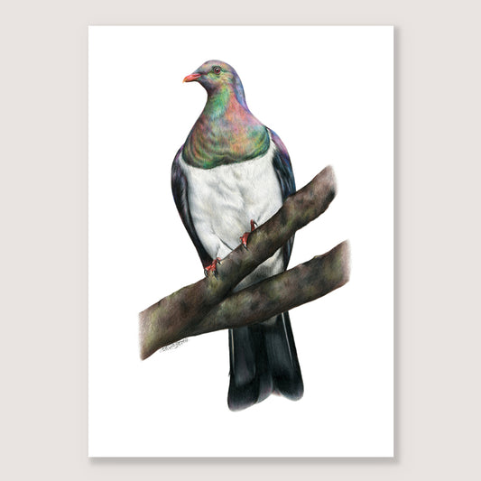 SALE - Kererū print A4