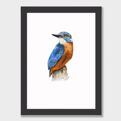 Kingfisher Print