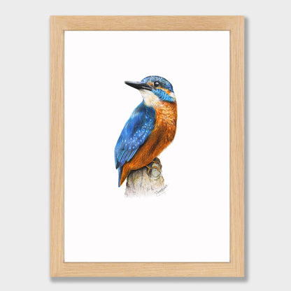 Kingfisher Print