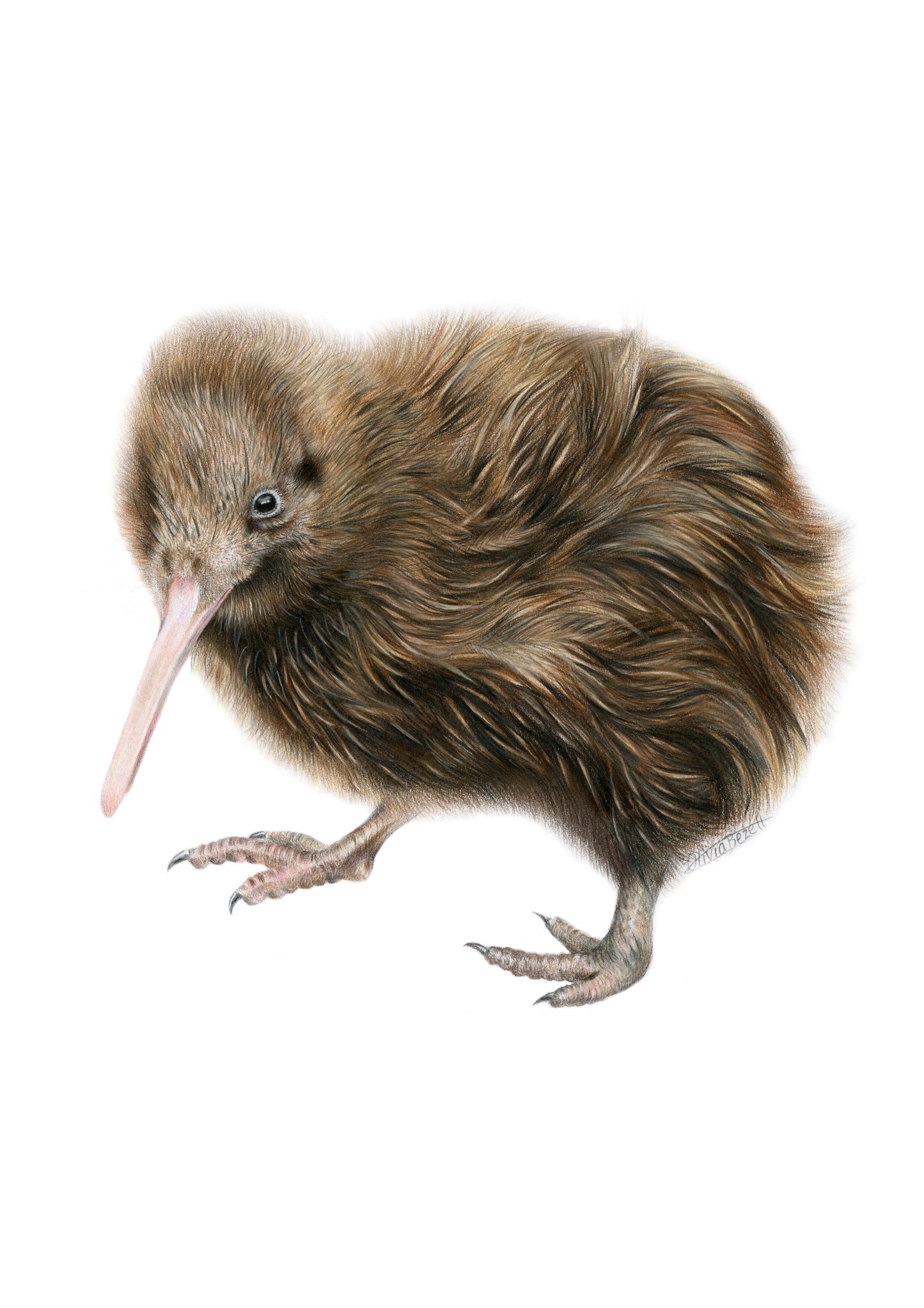 PREORDER - Kiwi Greeting Card