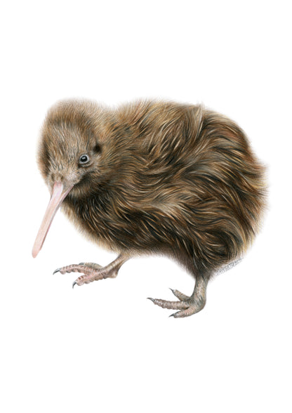 Kiwi Greeting Card