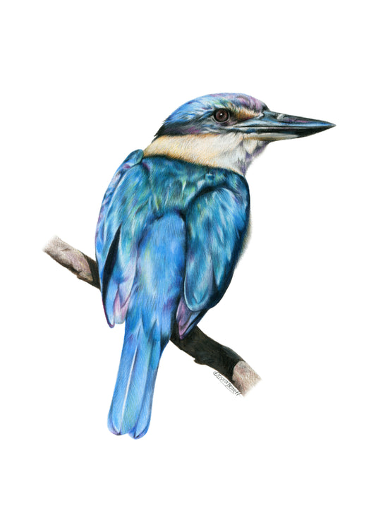 PREORDER - Kōtare Greeting Card