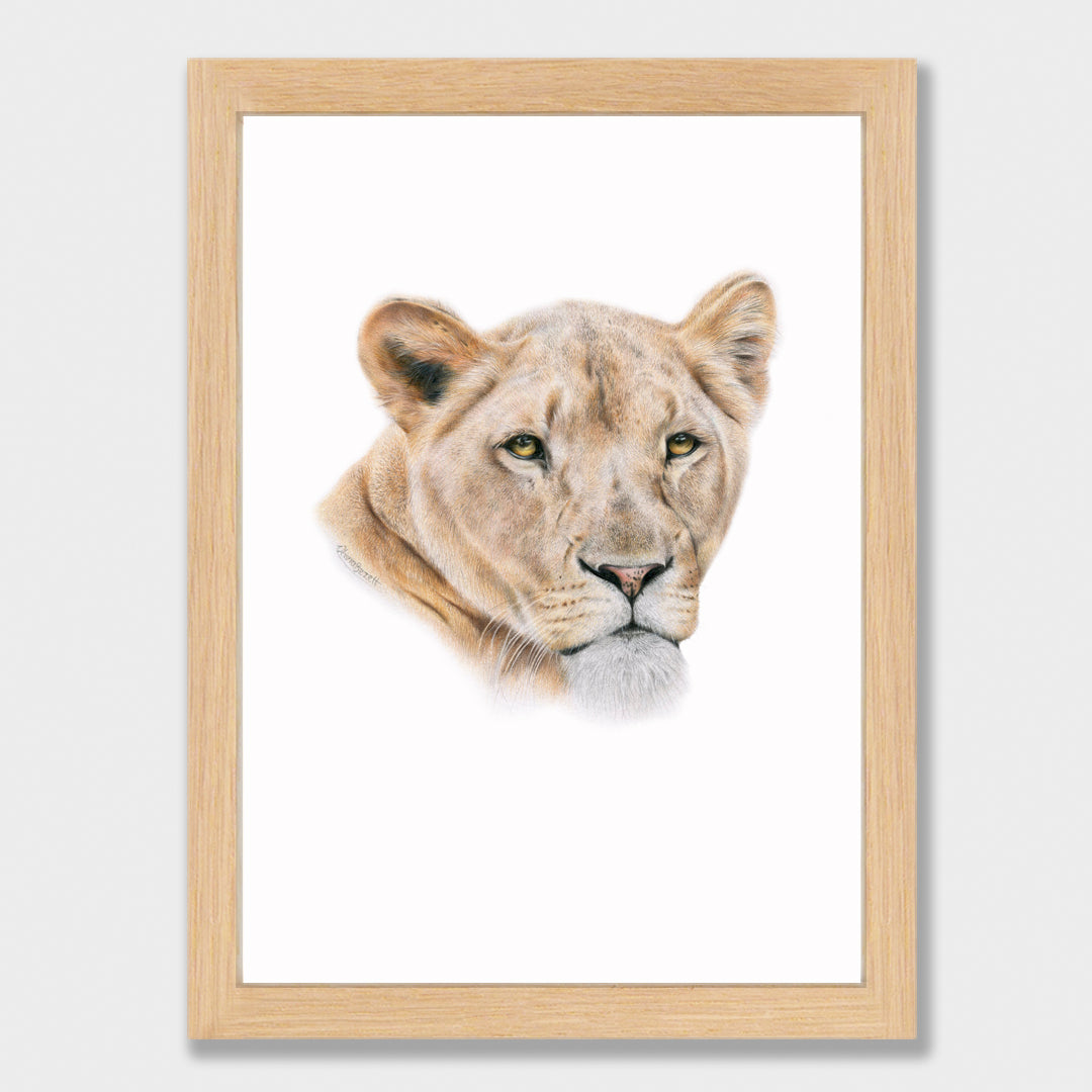 Lioness Print