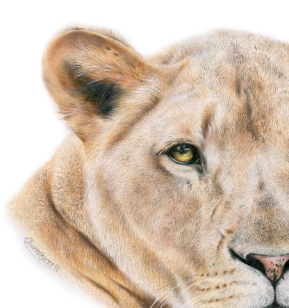 Original 'Lioness'