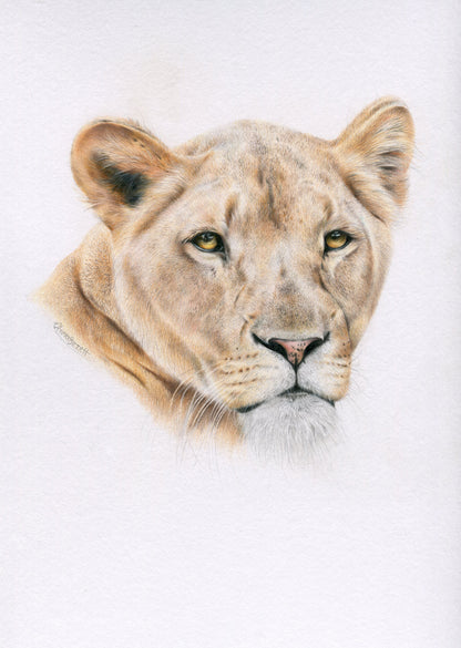 Original 'Lioness'