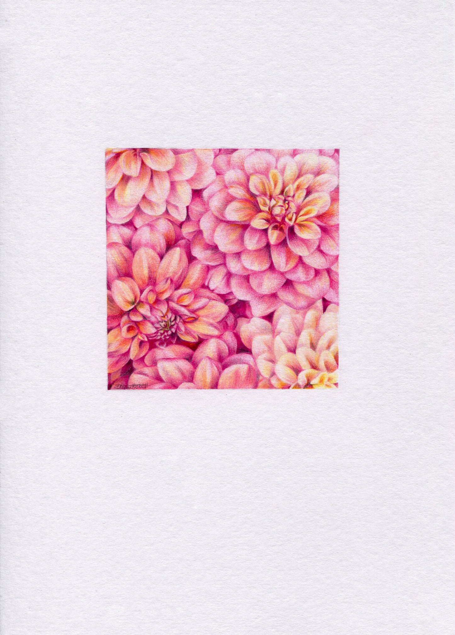 Original 'Dahlias'