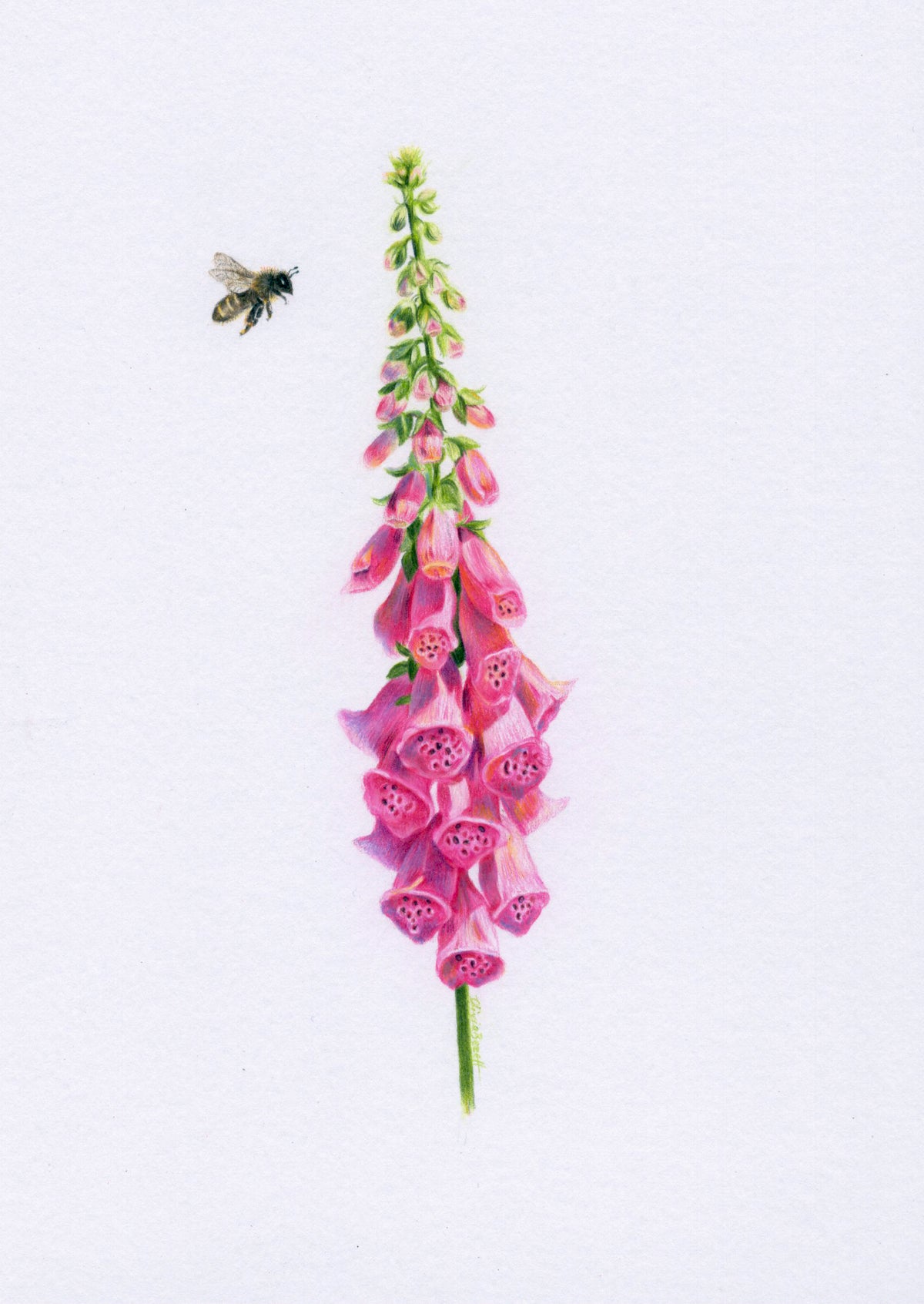 Mini one-off original 'Foxglove and Bee'