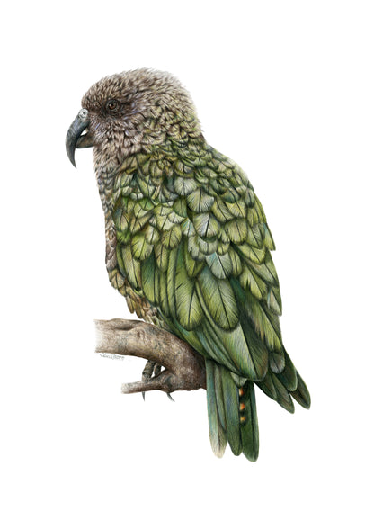 Kea Greeting Card