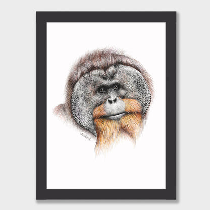 Orangutan Print