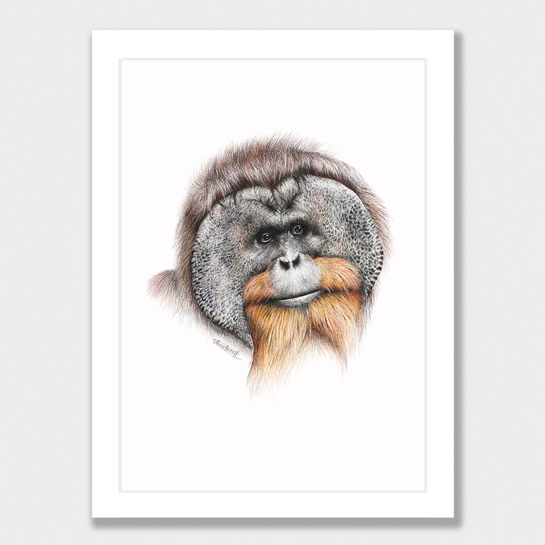Orangutan Print