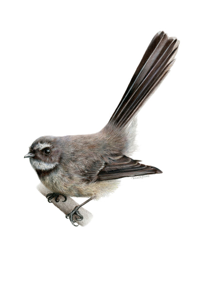 Pīwakawaka Greeting Card