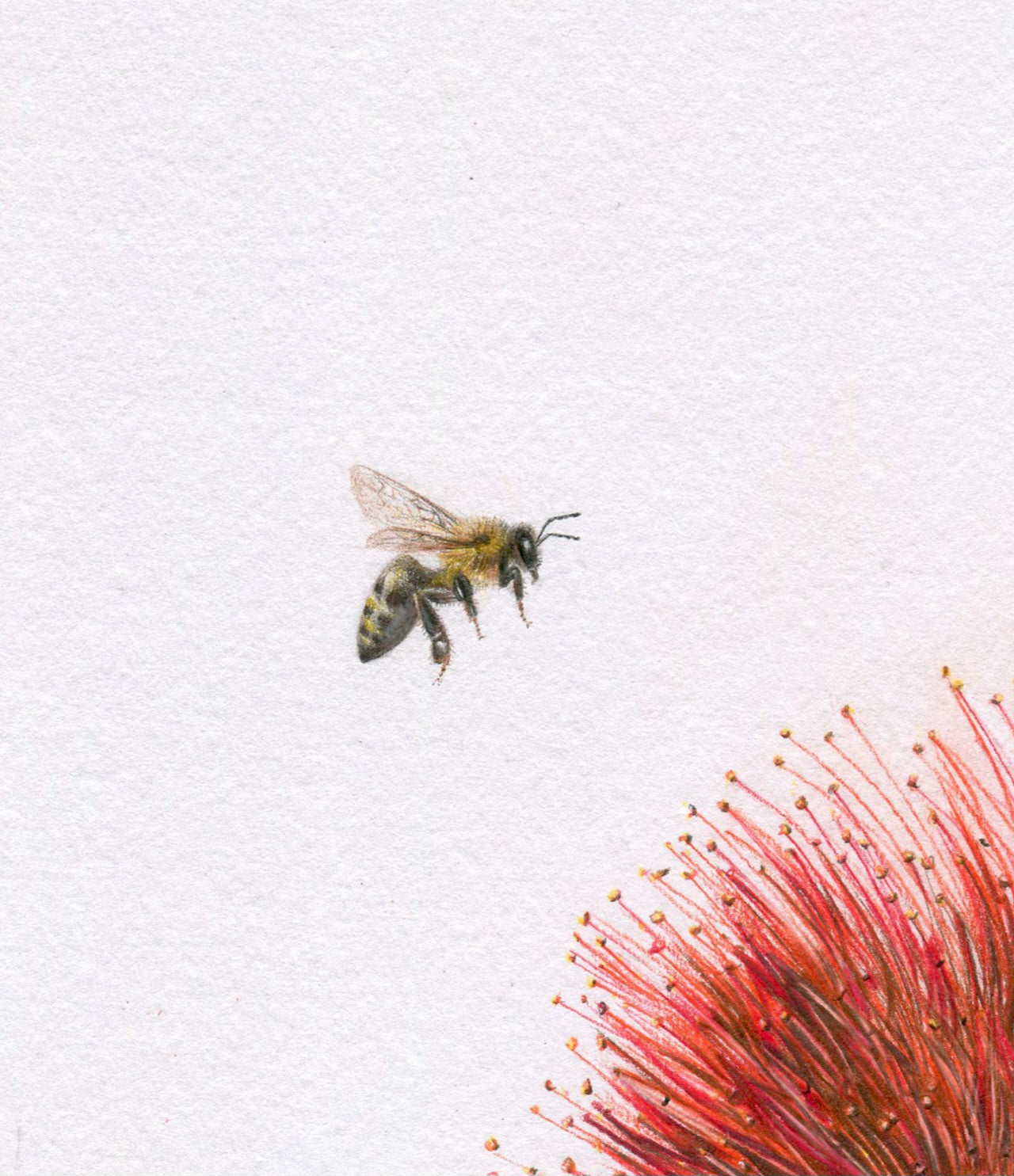 Original 'Pōhutukawa and Bee'