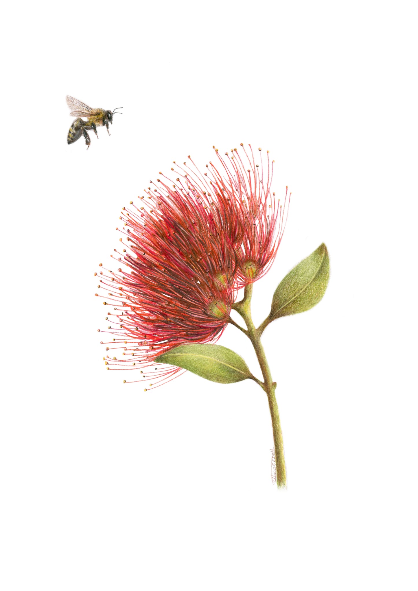 PREORDER - Pōhutukawa and Bee Greeting Card