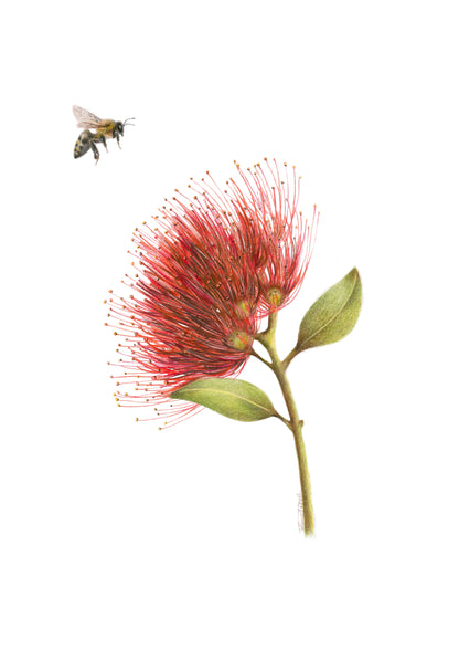 Pōhutukawa and Bee Greeting Card