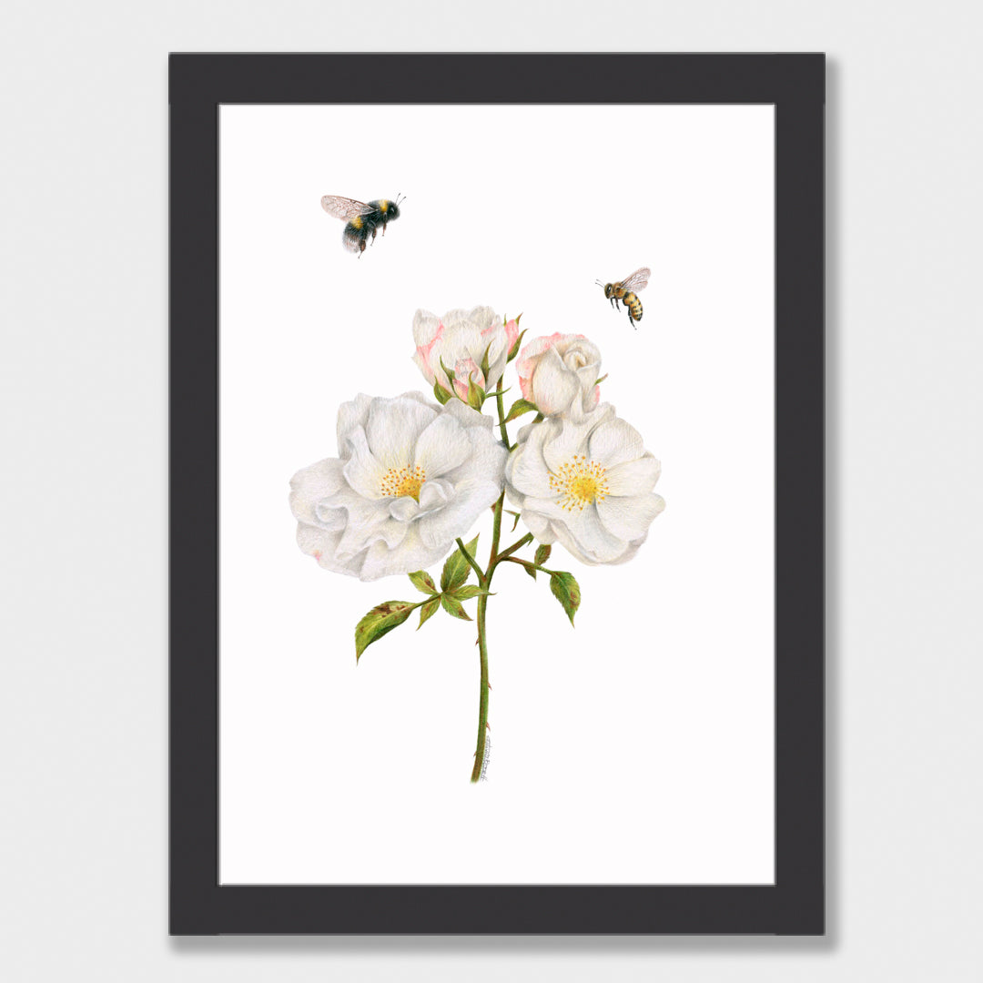 Roses and Bees Print